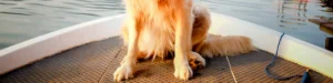 Read more about the article Tips for Bringing Your Dogs Onboard Your Boat