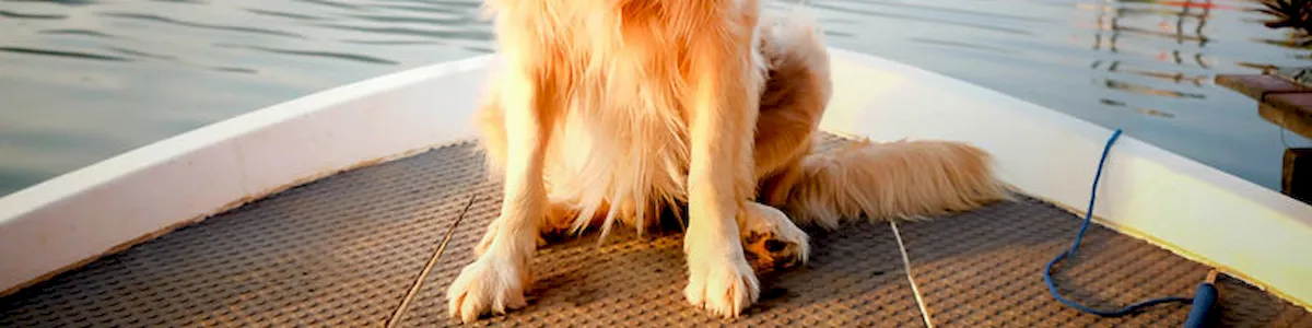 Read more about the article Tips for Bringing Your Dogs Onboard Your Boat